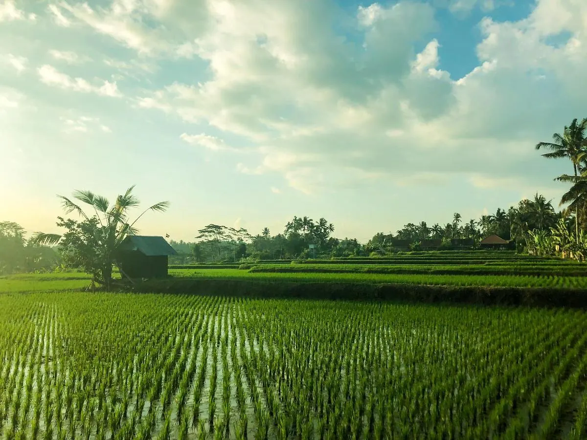 Rayshiva Homestay Ubud
