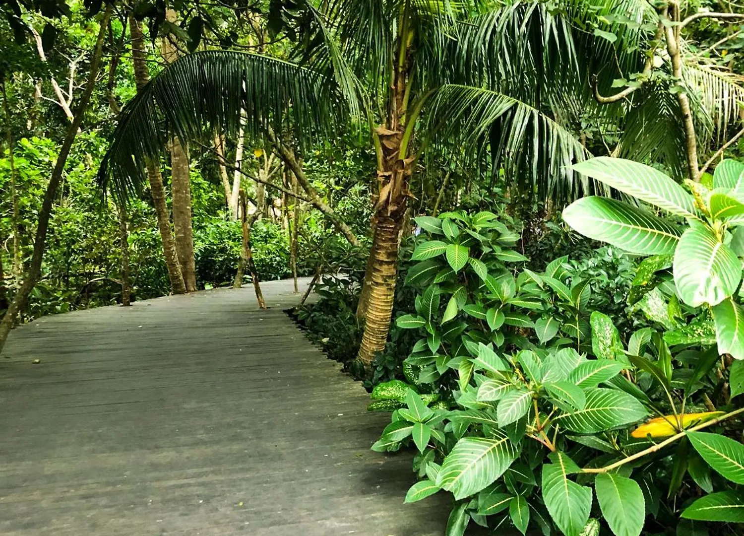 Rayshiva Homestay Ubud